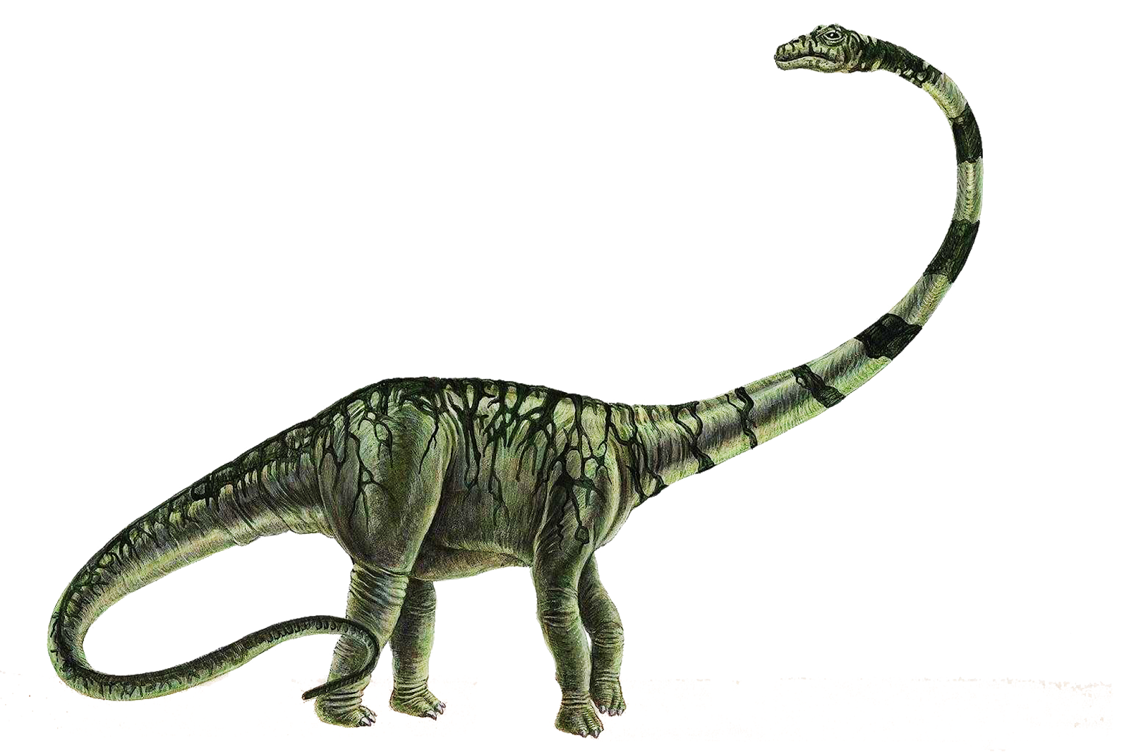 Барозавр динозавр. Апатозавр барозавр аллозавр. Барозавр (barosaurus). Малавизавр. Диплодок аргентинозавр брахиозавр барозавр.