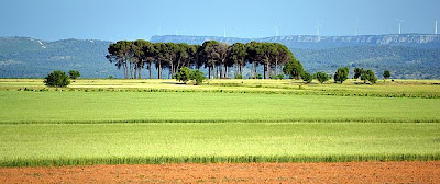 Estepa en primavera