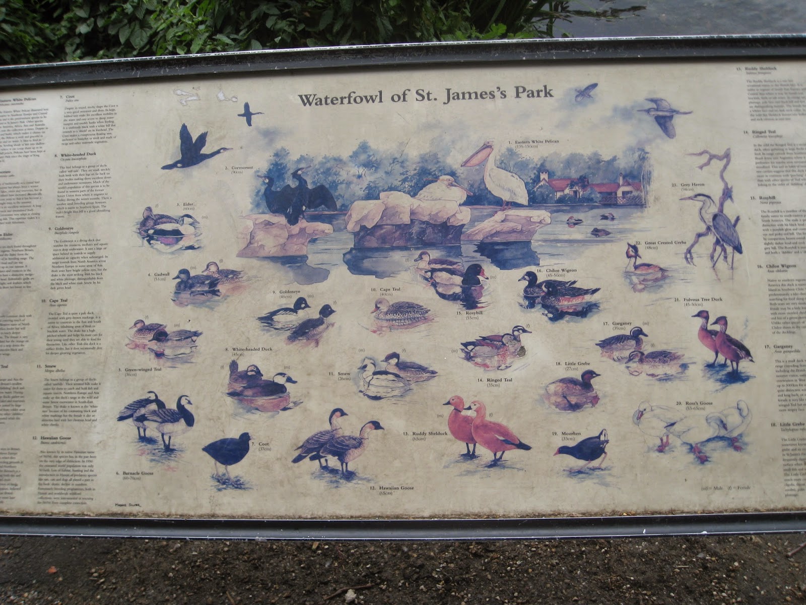 Stork Raven Loony Birds of London St. James's Park