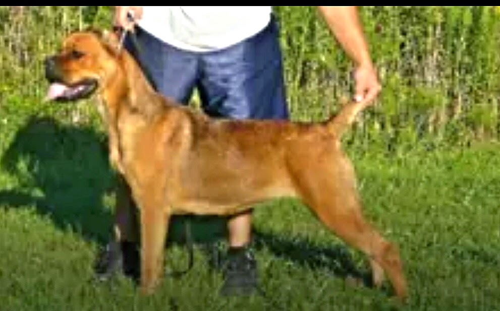 Arizona's best Cane Corso puppies Exciting news!! litter with