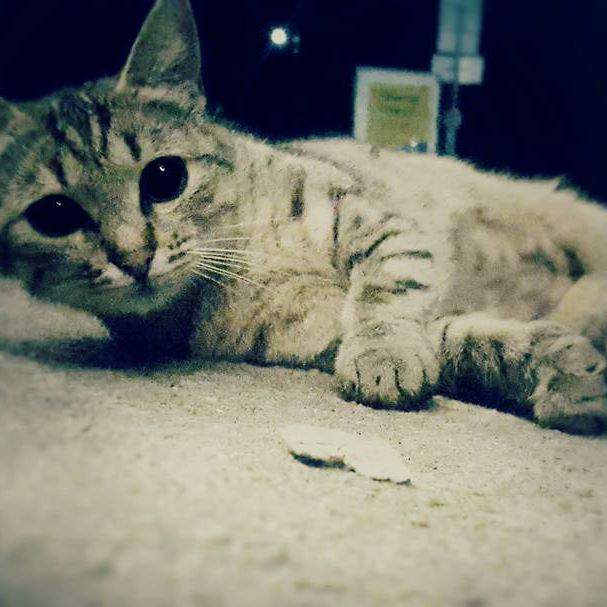 100 Gambar Kucing Imut-Imut Dan Lucu Untuk Wallpaper Hp 100 Gambar Kucing Imut-Imut Dan Lucu Untuk Wallpaper Hp