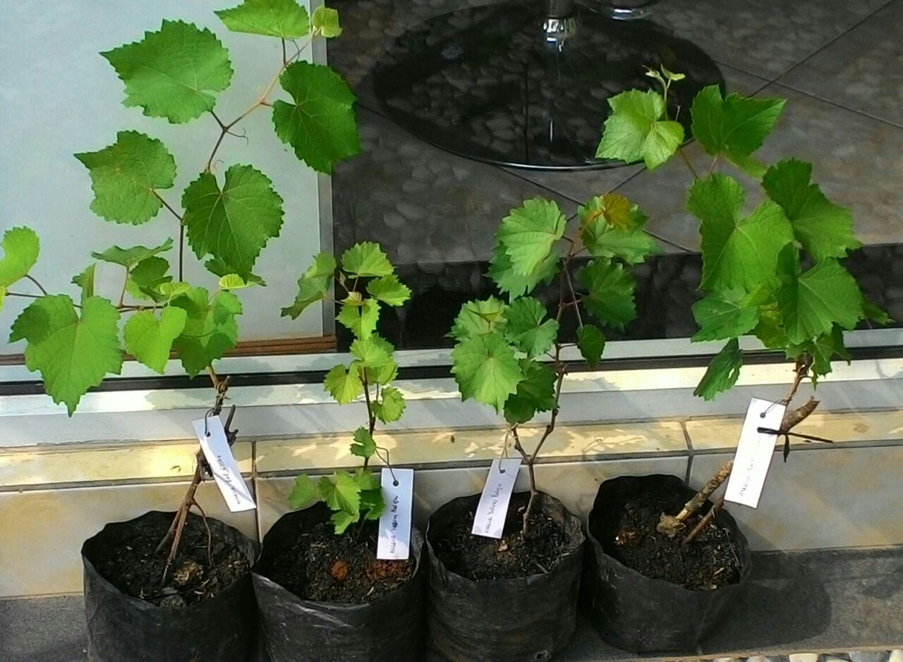 Tips Berkebun dilahan yang sempit 087882756769 CARA MEMBUAT BIBIT