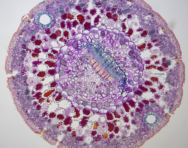 Microscope World image of a pine needle cross section at 100x.