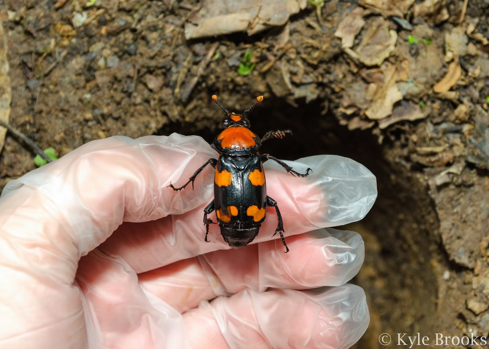 American Burying Beetle Nicrophorus americanus