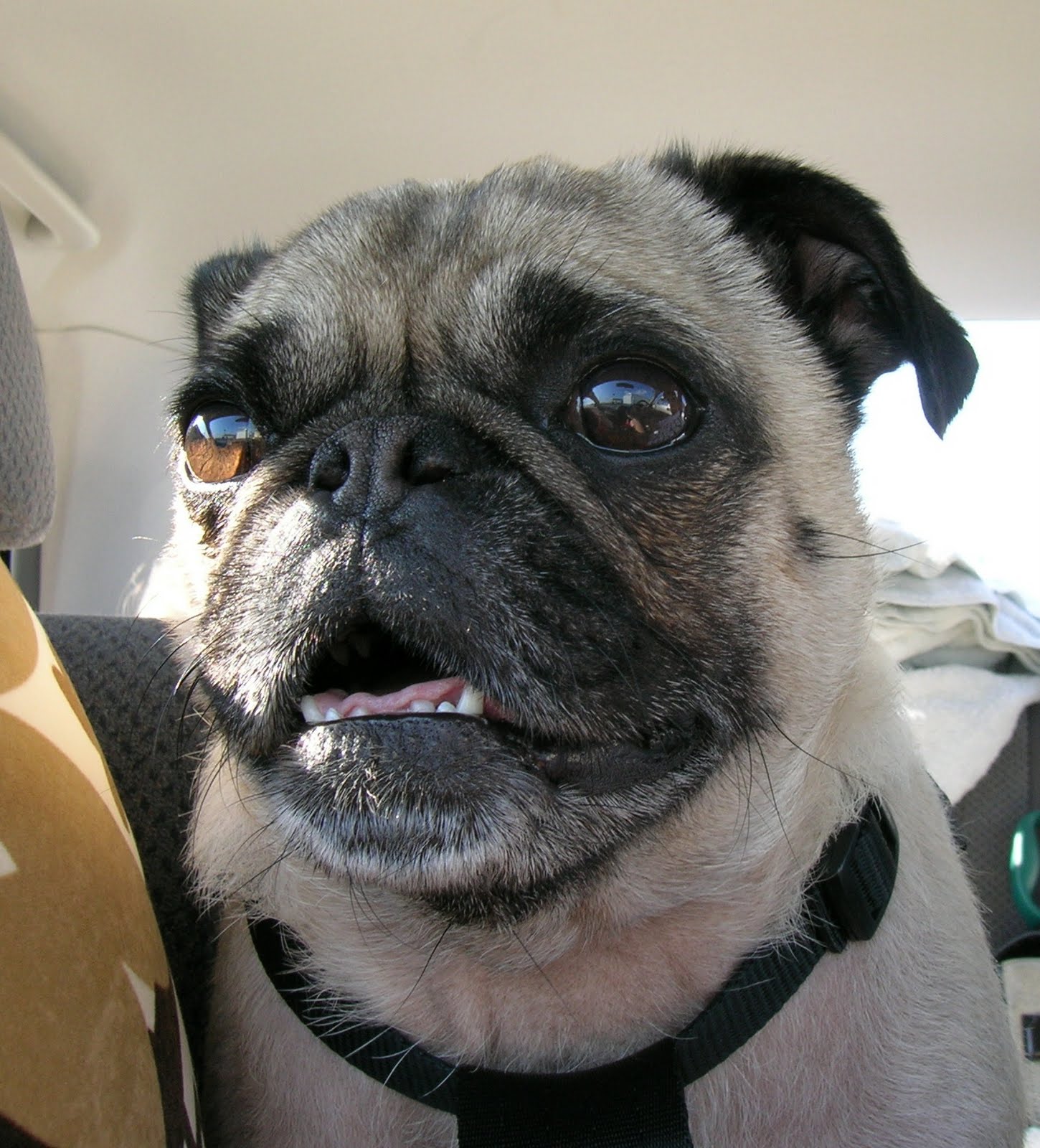 Pugnacious P What is Pug Dog Encephalitis (PDE)?