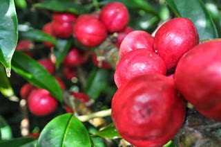 obat tradisional ambeien parah