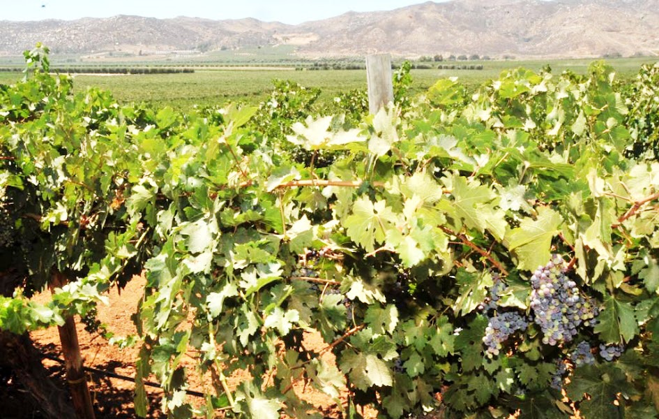 Paisaje del Valle de Guadalupe Ensenada, con planta de viñedo