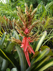 Aechmea bromeliad flowers at Orchid World Barbados by garden muses-not another Toronto gardening blog