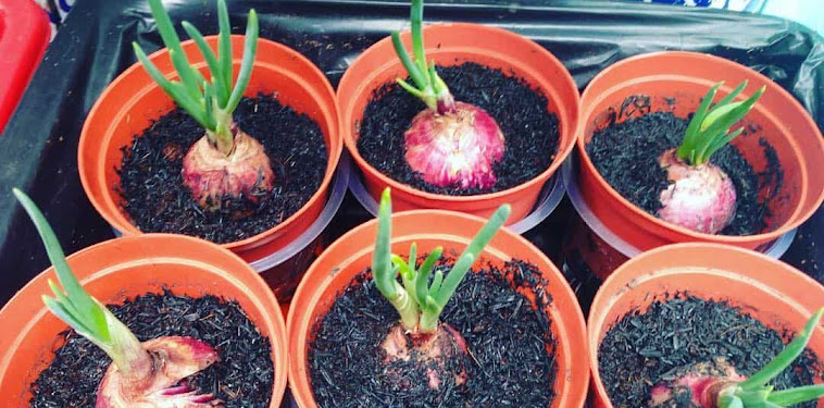 Jenis Pupuk Bawang Merah yang Bagus Jenis Pupuk Bawang Merah yang Bagus