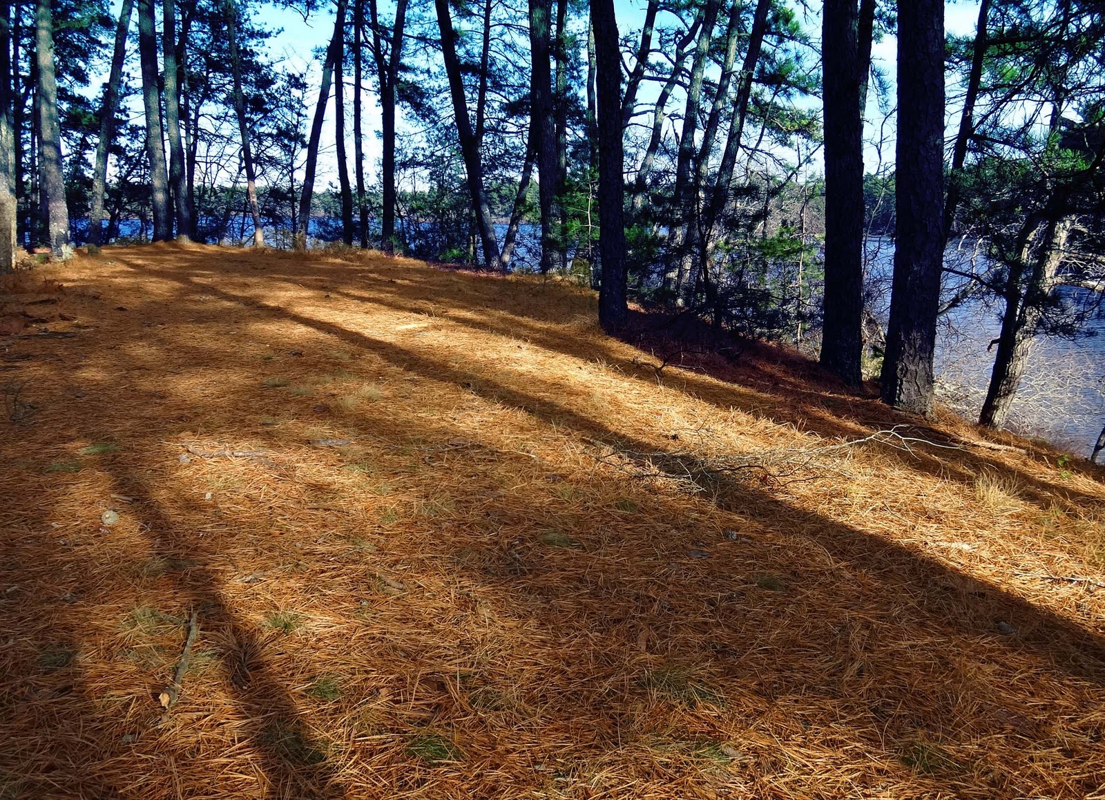 Joe's Retirement Blog Pine Needle Carpet, Myles Standish State Forest