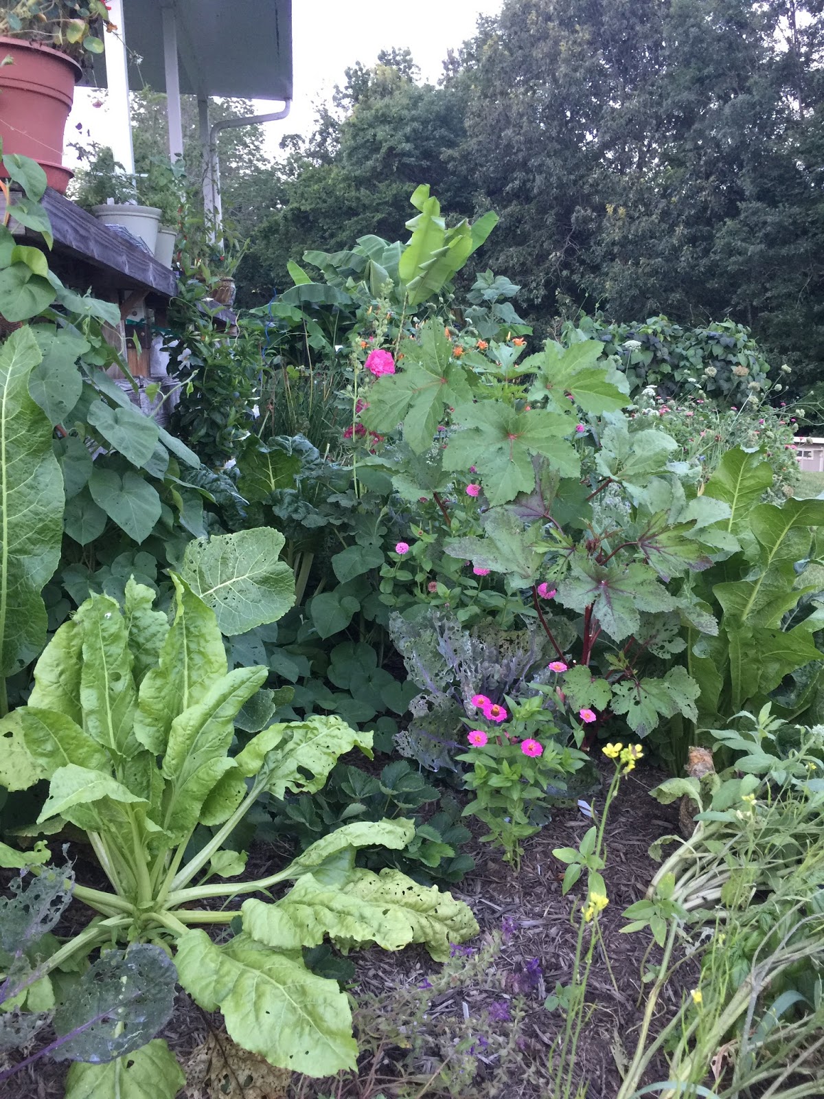 Victory Garden on the Golf Course Growing and harvesting okra
