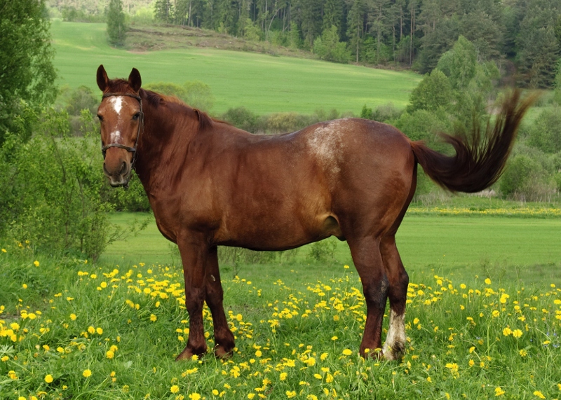  gambar  Gambar Kuda  Lengkap