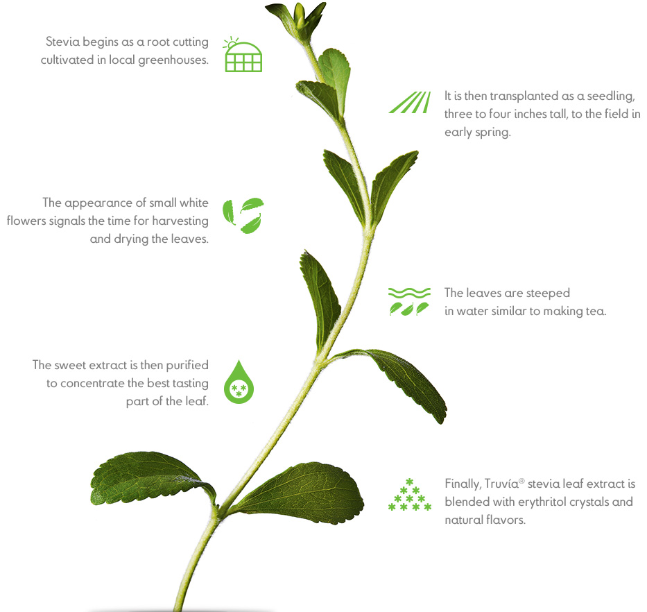 ใบชาหญ้าหวานThailand's Stevia Herbal Tea什麼是甜葉菊 Stevia Herbal Tea of