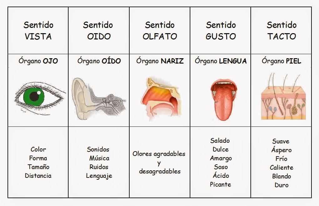 Procesos Psicologicos Receptores Sensoriales Procesos Psicologicos Receptores Sensoriales
