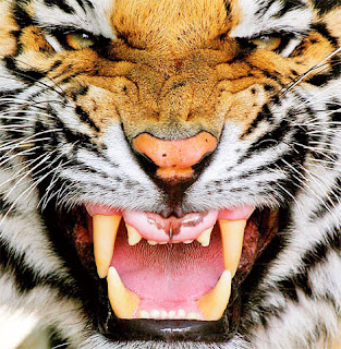 Predators Tiger face with opened jaws
