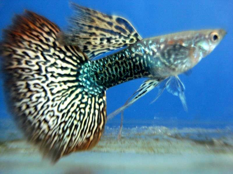 Mau Usaha Budidaya Ikan Guppy Kiat Dan Analisa Peluang Ini Akan