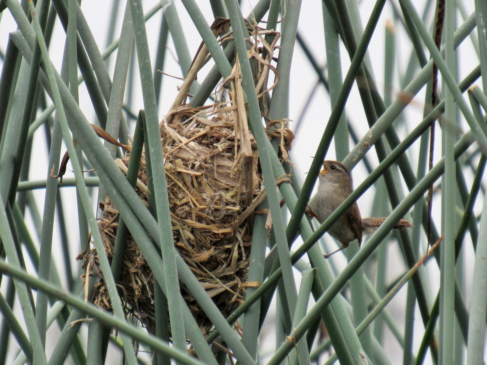 Nesting Marsh Wrens