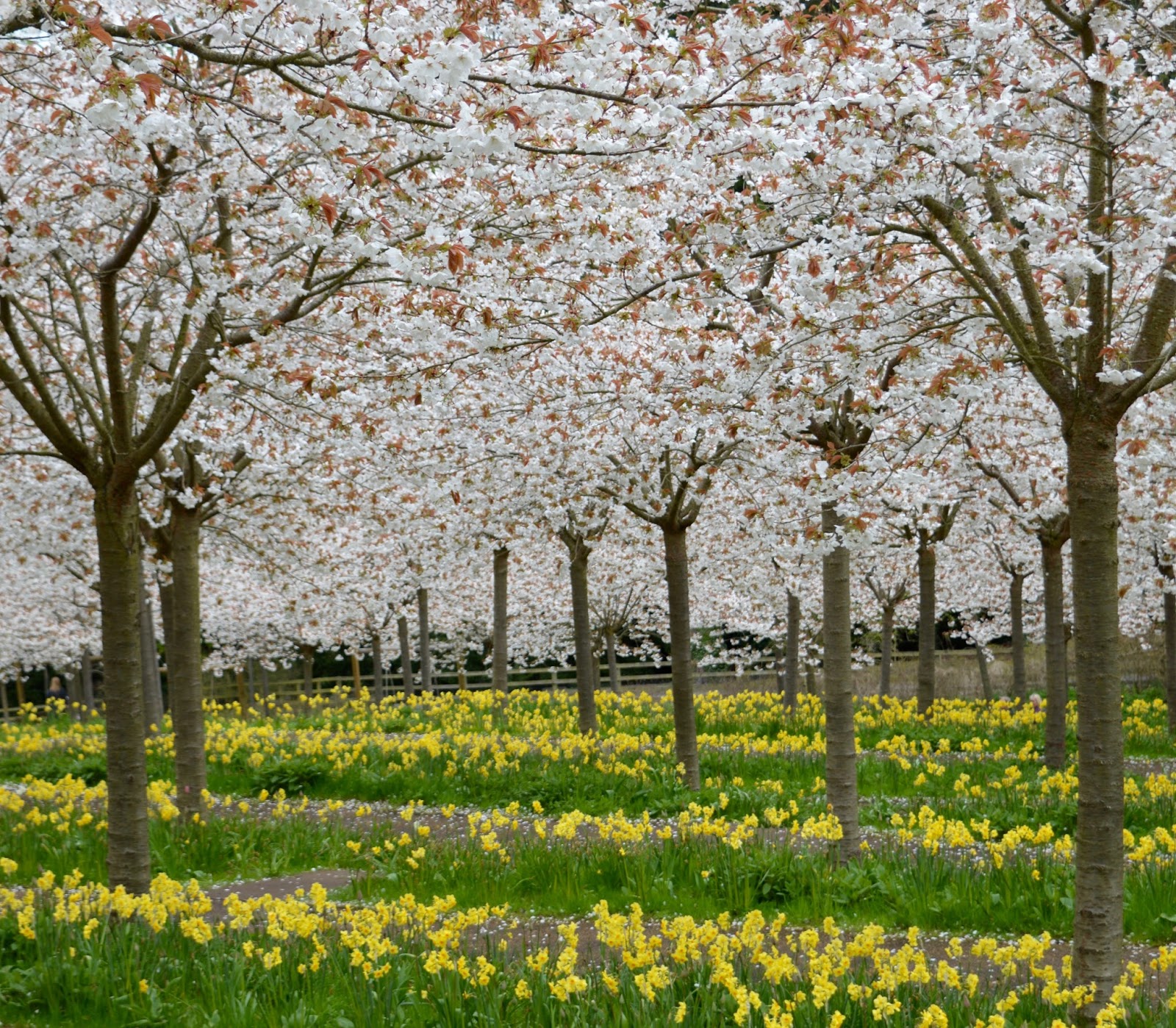 The Cherry Blossom Orchard at The Alnwick Garden