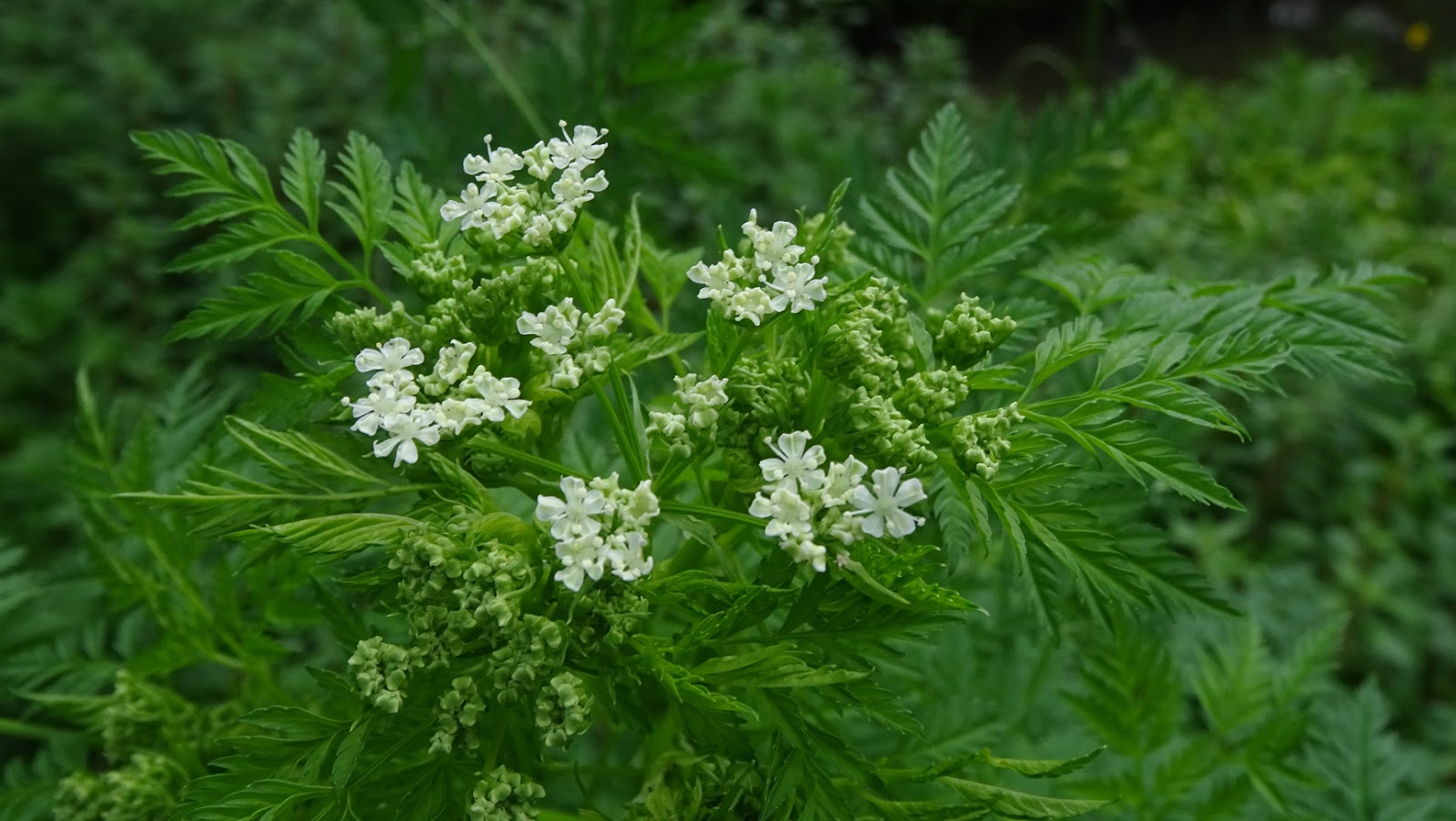 болиголов пятнистый 4 буквы