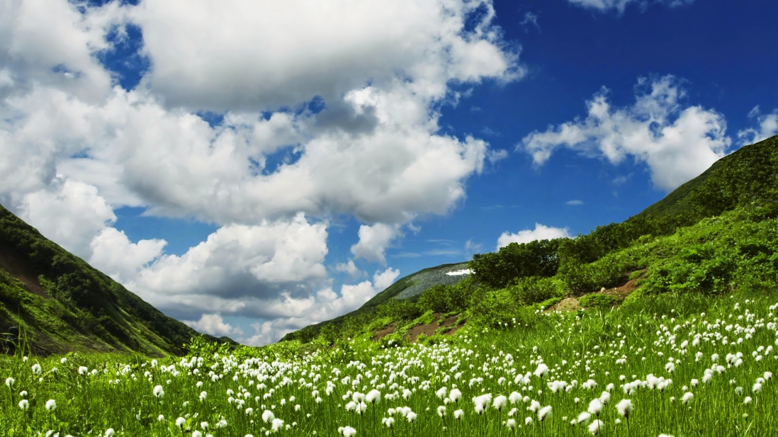 Groene heuvels met witte bloemen Groene heuvels met witte bloemen in de lente