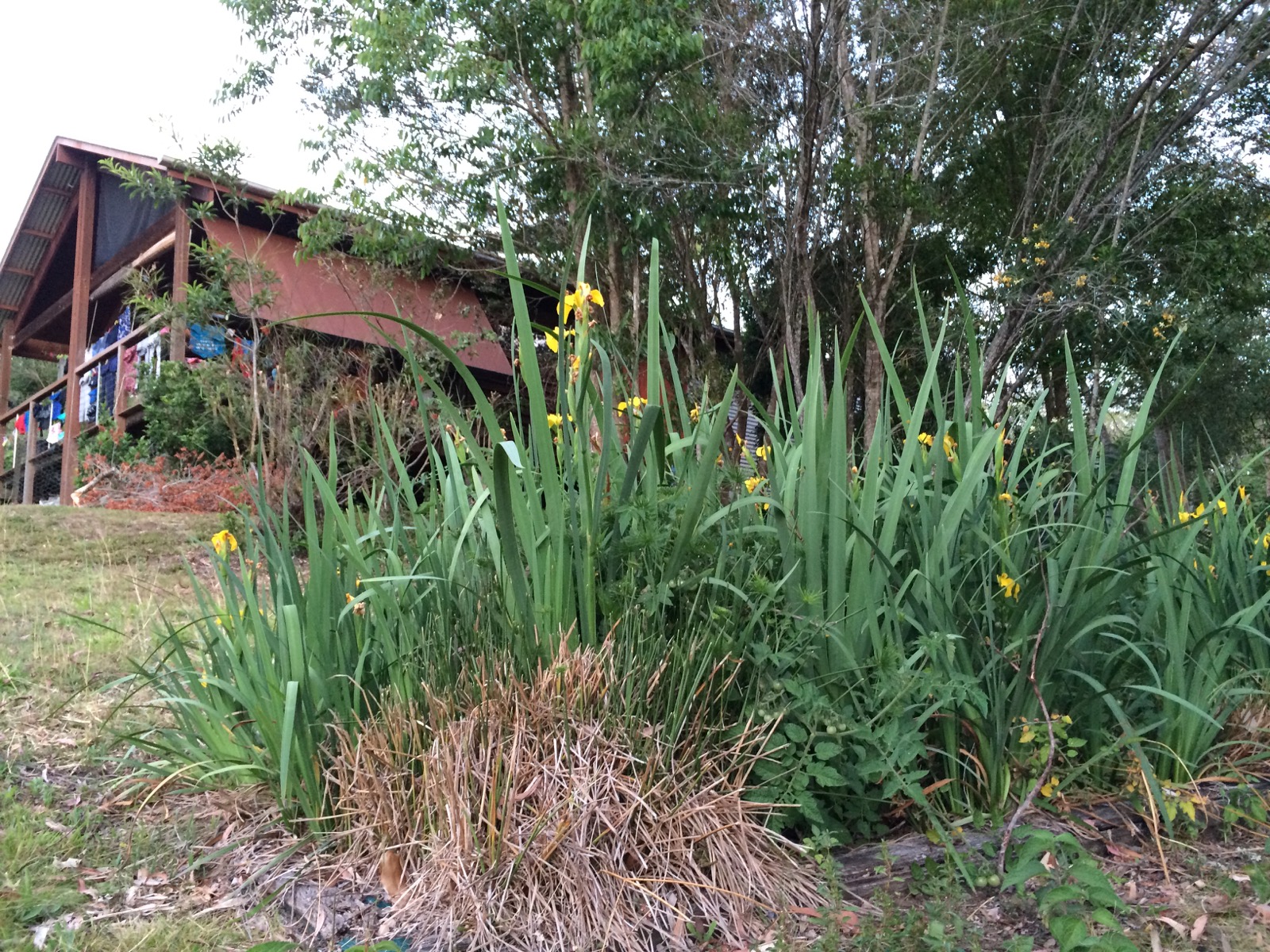 DIY Reedbed for Treating Our Household Grey Water for Under 500 Our