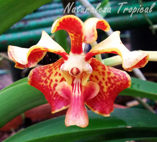 Orquídea Alegría, Vanda tricolor