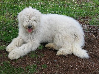 Komondor Dog Breed Pictures
