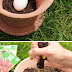 Planting a vegetable garden in pots