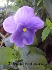 Purplish pansy with almost white petals