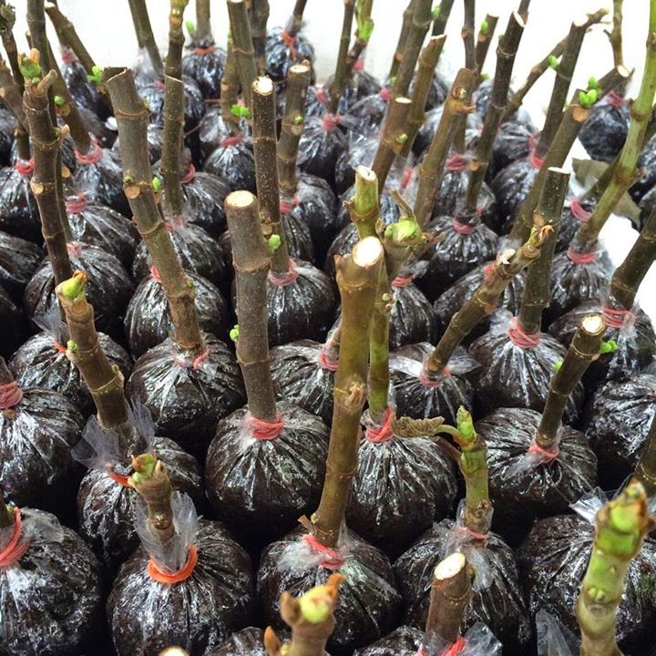 Figs Photo Collection Around the World Peatmoss Cutting Figs