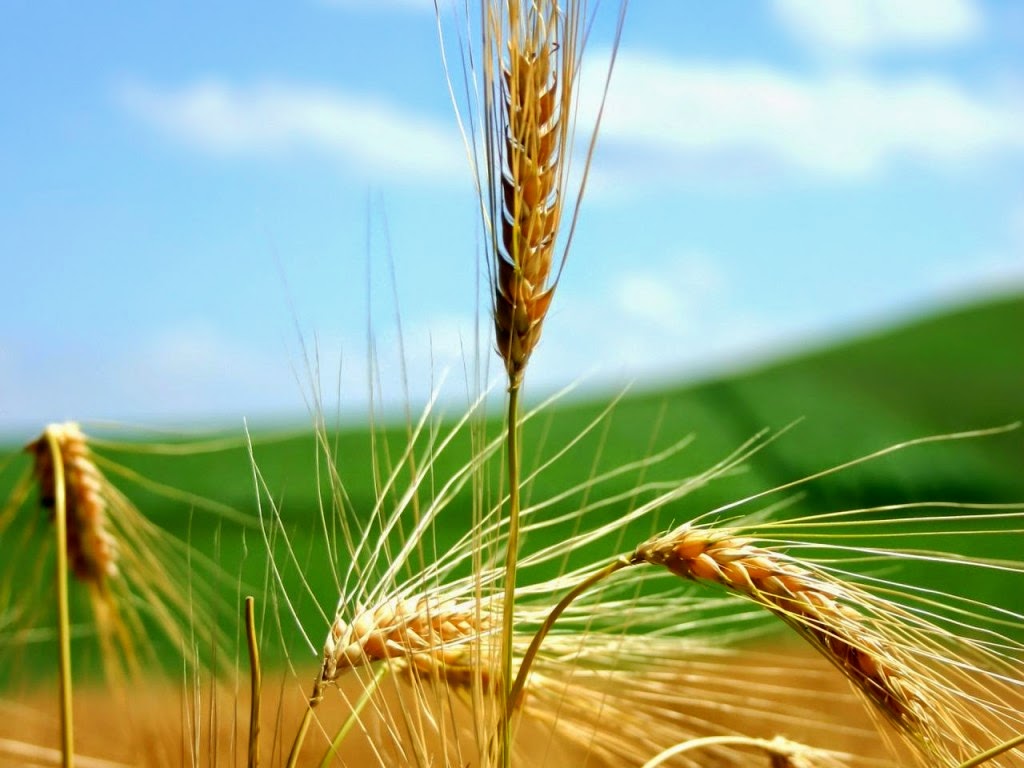 Dice Dios "El que quiera servirme que me siga, y donde yo esté, estará