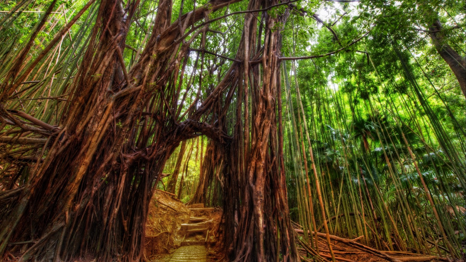 Top 10 most dangerous forests in the world, दुनिया भर में खतरनाक जंगल