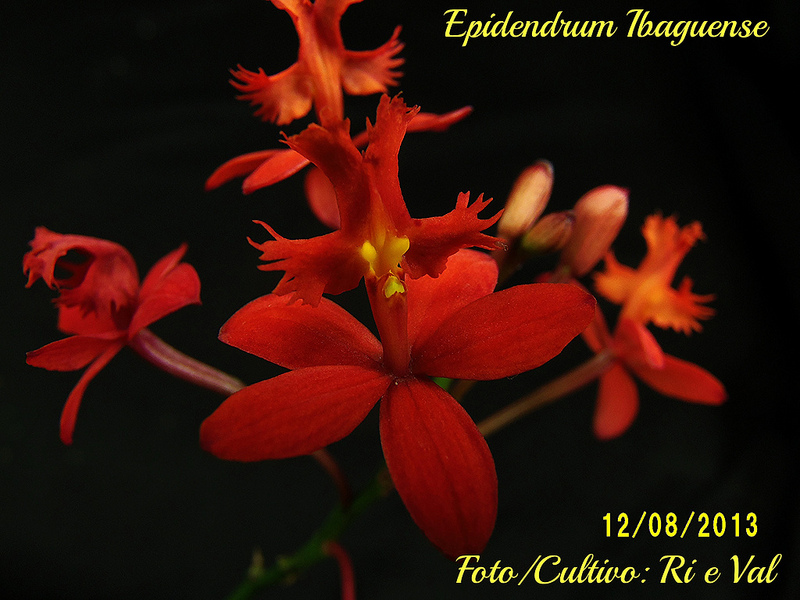 ORQUÍDEAS FLORES PERFEITAS: Epidendrum ibaguense