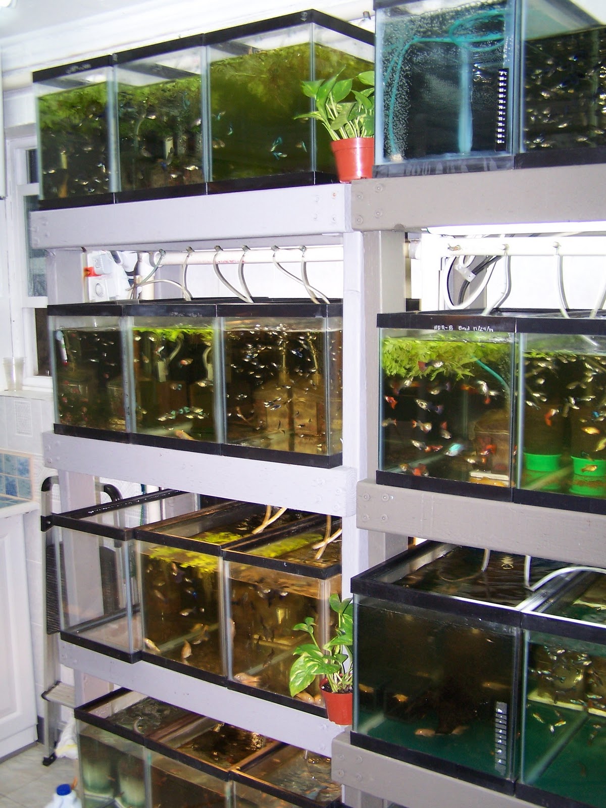 guppychampion The New Fish Rooms