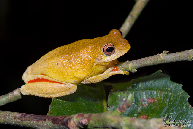 Tlalocohyla loquax - Mahogany Tree Frog