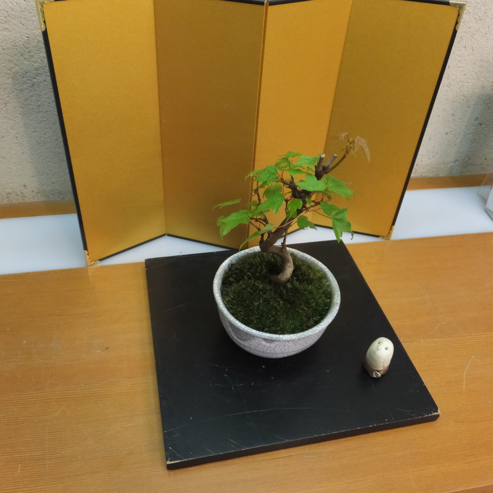 風薫盆栽の部屋: 初心者でも簡単 ちいさな盆栽の作り方【その１】盆栽 