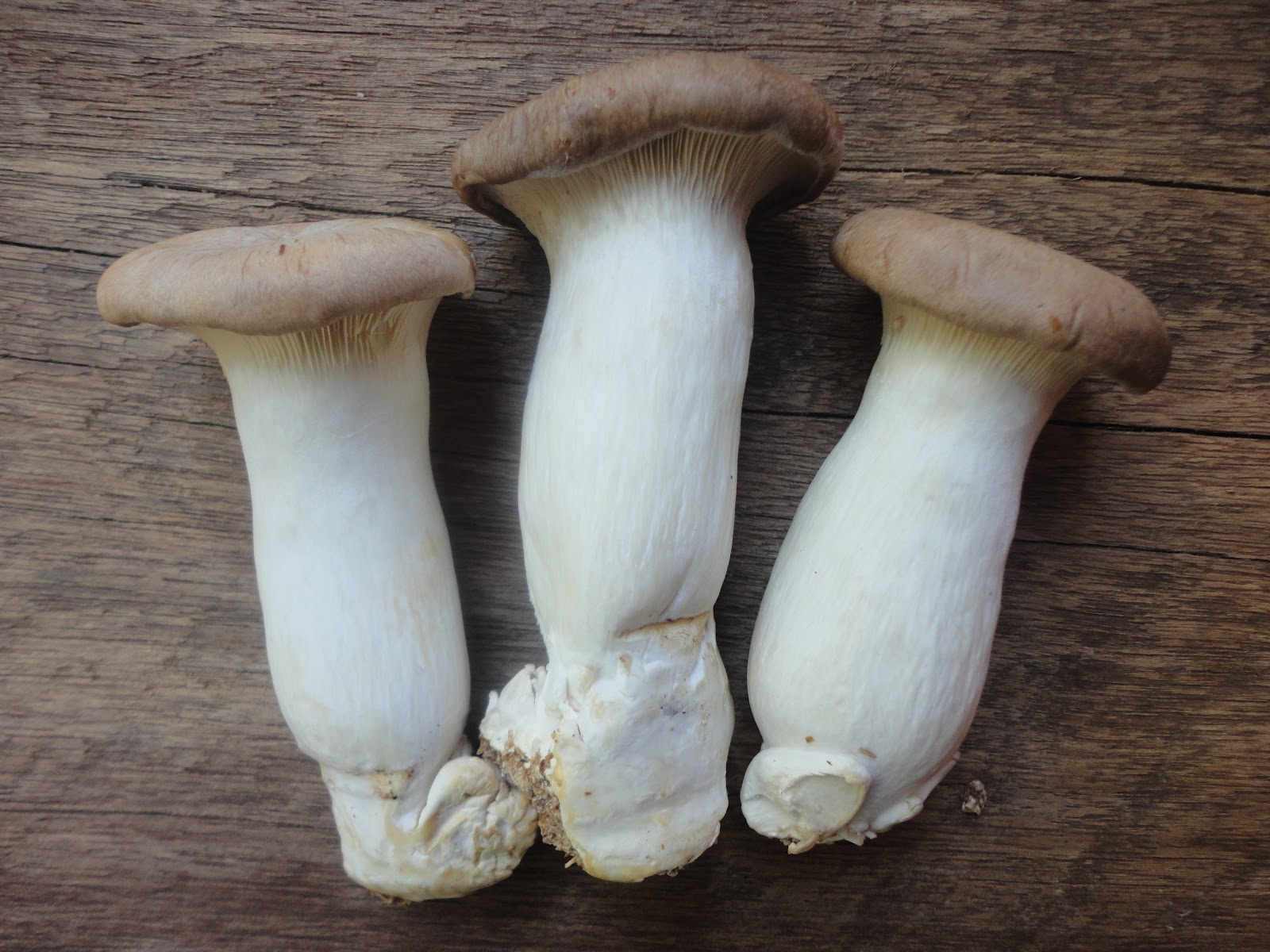 The 30 Best Ideas for King Oyster Mushrooms Best Recipes Ideas and