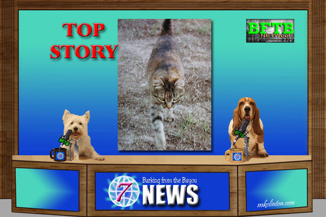 BFTB NETWoof News with two dogs anchoring