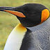 Wykład z "pingwinologii", część II - Największe bzdury o pingwinach