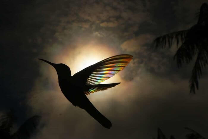 9 Stunning Images Of Hummingbirds’ Wings Shining Like Rainbows