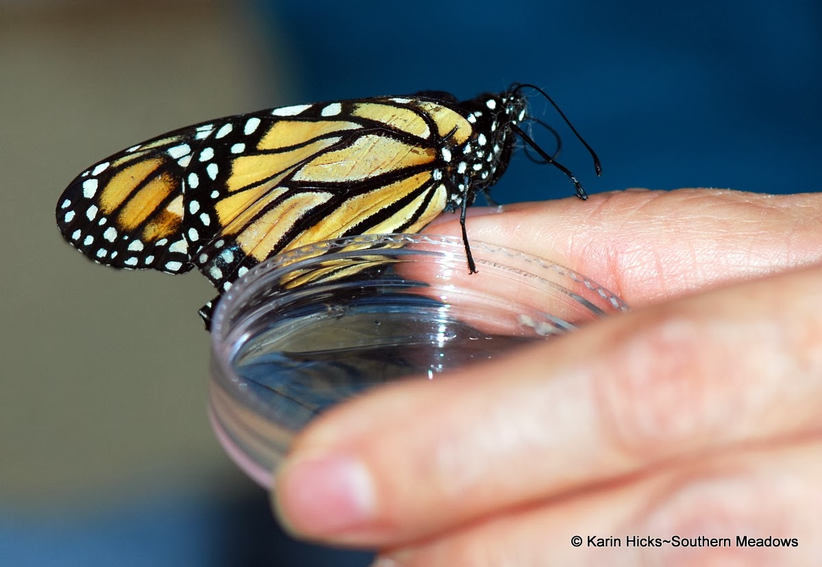 feeding monarch from petri dish