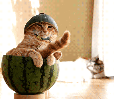 Funny cats - part 340, cat pictures, photo of cats, cat gif