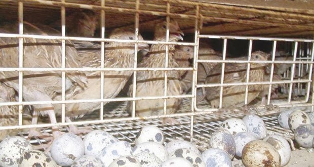 Is Quail Farming Profitable In Kenya Poultry farming: Poultry Success