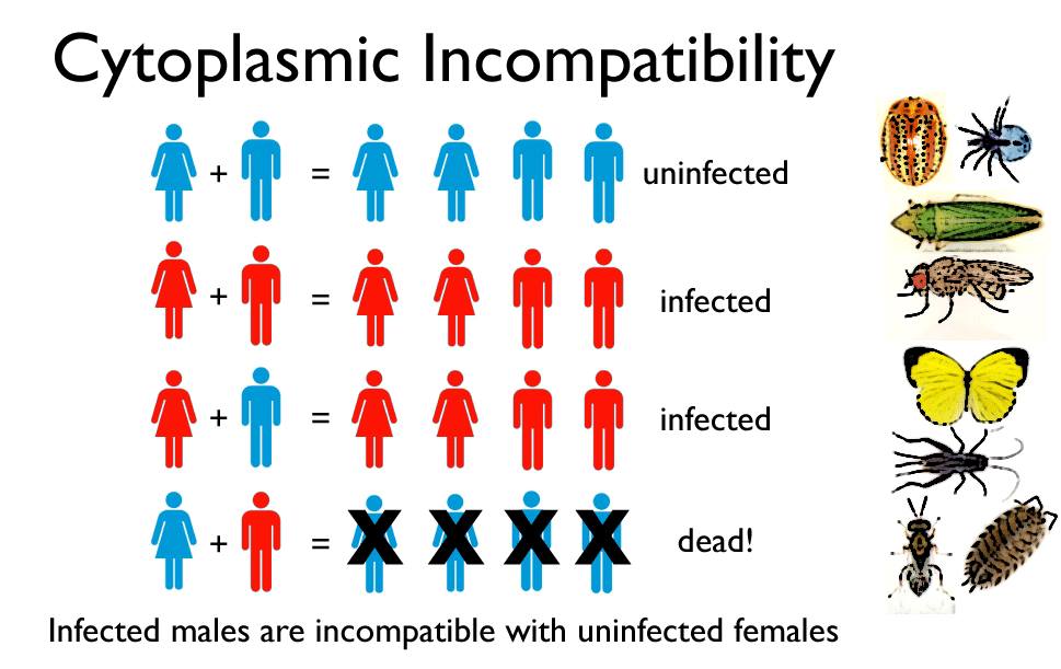 Bacterias Actuaciencia La Wolbachia ¿una solución contra el Aedes aegypti?