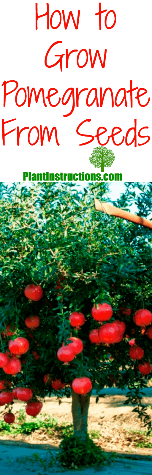 Easy Tips How to Grow Pomegranate From Seed, Grow Your Own Pomegranate