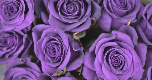 Purple Rose Flower Meaning and Symbolism