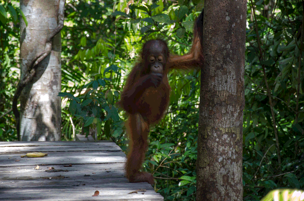 Танцующий шимпанзе. Орангутан. Обезьяна на дереве. Орангутанг гиф. Обезьянка прыгает.