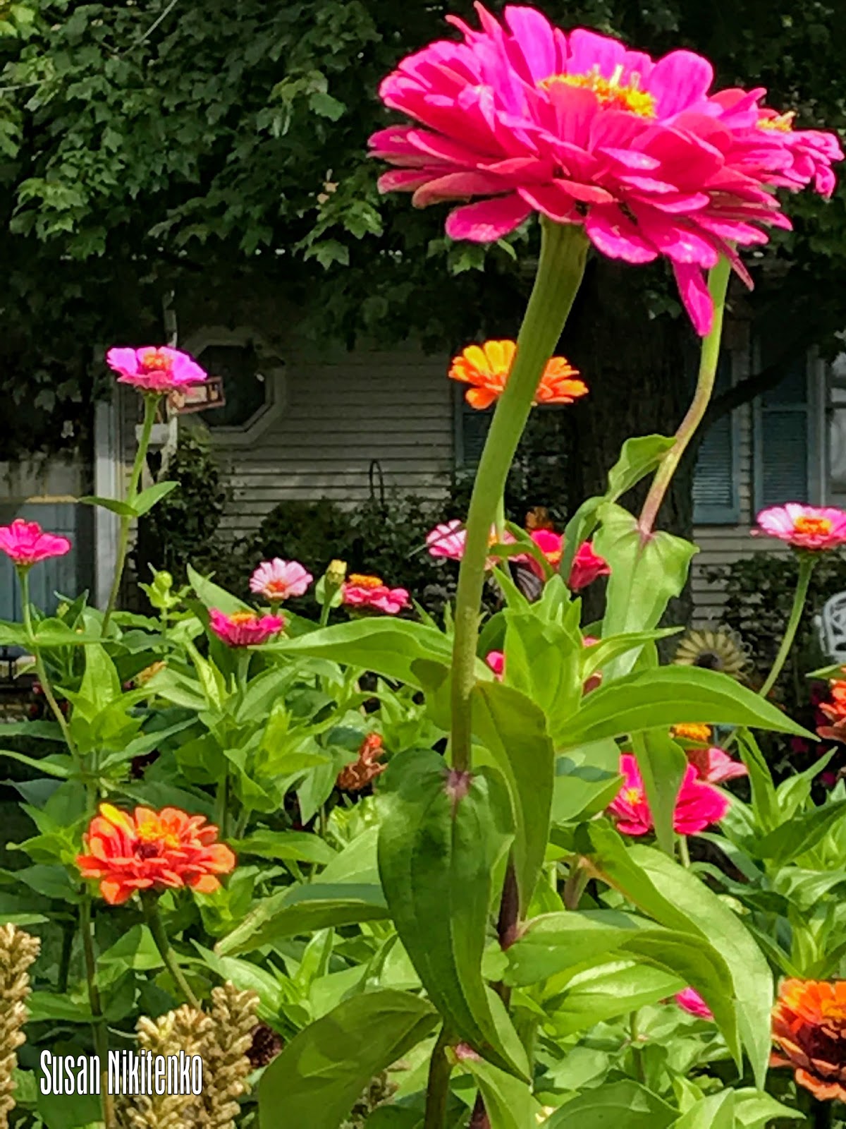 Christian Images In My Treasure Box Zinnias In My Garden September 10