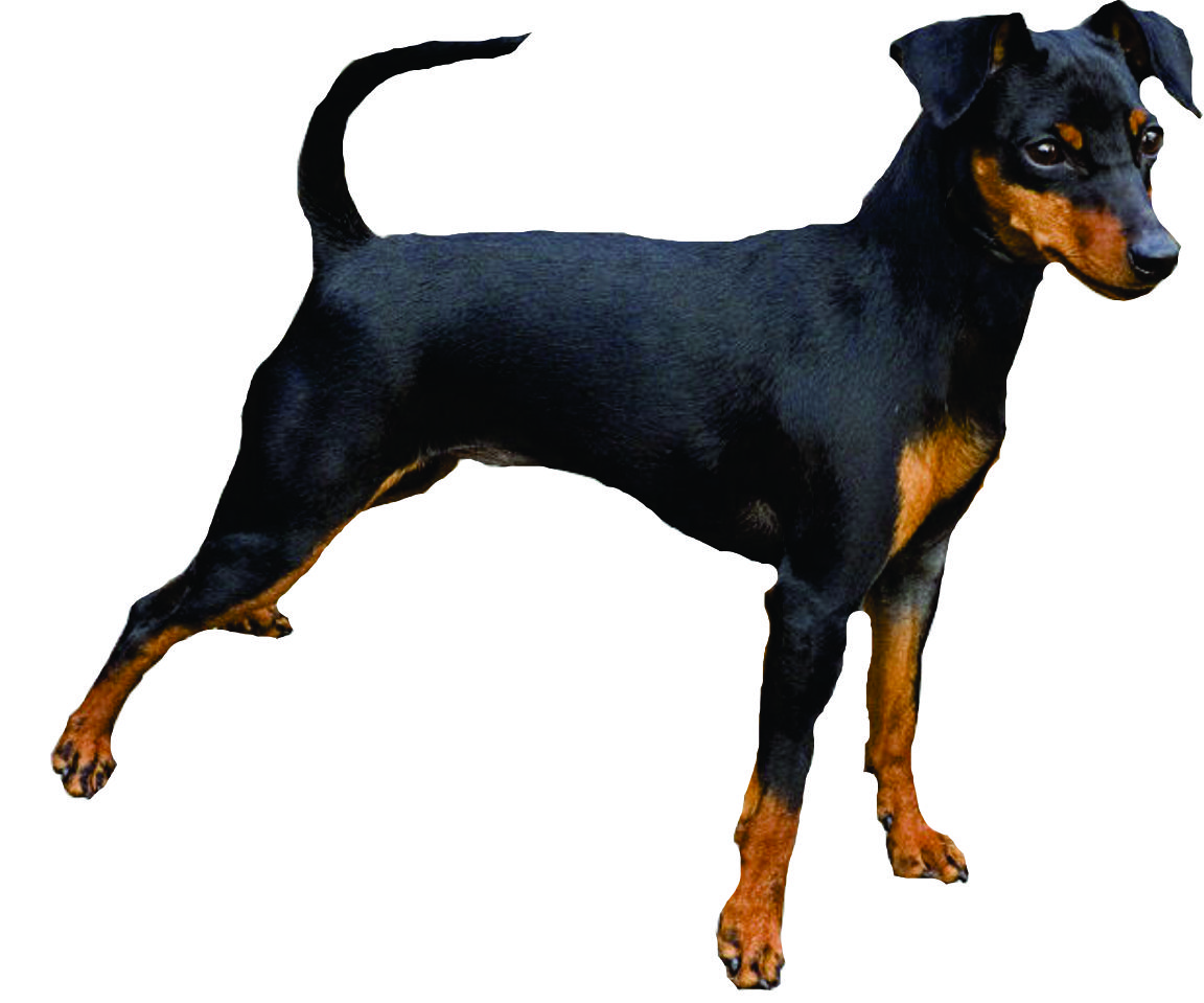 Tamanhos de pinscher, veja