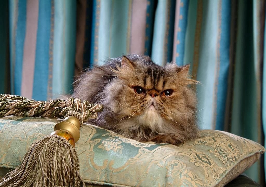 41+ Persian Cat Grey - Furry Kittens